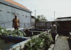 Polresta-Sidoarjo-|-Sebanyak-20-Petak-Kolam-Ikan-Lele-Warga-Desa-Durungbedug-Candi,-Siap-Topang-Ketahanan-Pangan