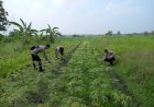 Polresta-Sidoarjo-|-Polsek-Krembung-Dukung-Ketahanan-Pangan-Bergizi-Melalui-Penanaman