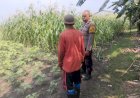 Polsek-Buduran-Dampingi-Petani-Kelola-Jagung-Hibrida,-Wujudkan-Swasembada-Pangan