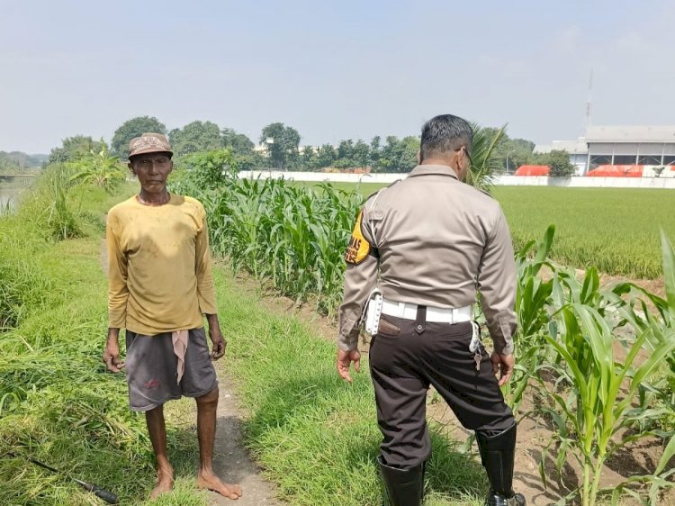 Sambang Desa Polsek Tarik: Sinergi Polisi dan Warga Majukan Pertanian Jagung